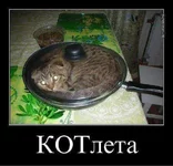 кот.jpg