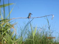 IMG_0222.webp