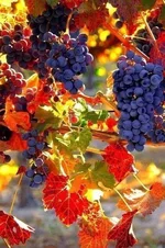 FB_IMG_1535348528536.webp