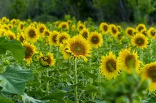 20180708-DSC00213-800x533.webp