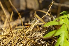 20180826-DSC01536-800x533.webp