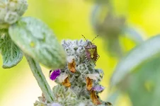 20180722-DSC00188-800x533.webp