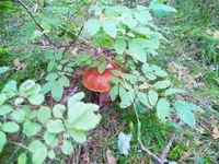 IMG_20180901_161656.webp