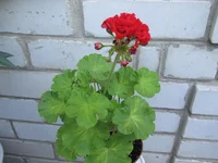 imgonline-com-ua-Compressed-65q8ZTl3zz2hSf.webp