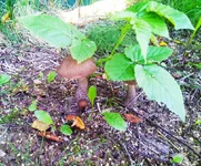 IMG_20180902_180047.webp