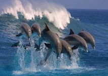 FB_IMG_1535919596755.webp