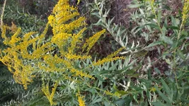 IMG_20180903_134155.webp