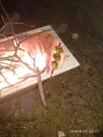 IMG-06672ca28d51dadfbac6428eee2218db-V.webp