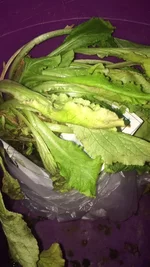 image_0.webp