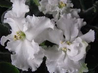 - букет невесты.webp