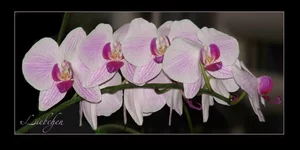 .webp