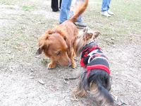 DSCF2308.webp