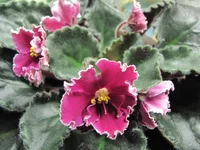  с белой каймой.webp