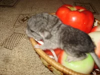  034.webp