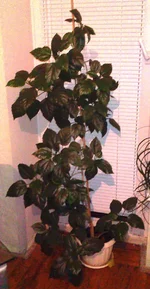 IMG144.webp