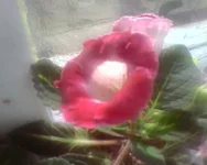 -0252.webp