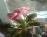 -0253.webp