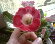 -0254.webp
