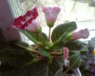 -0255.webp