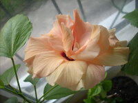 DSCN4502.jpg