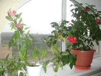 21_04_10 (3).webp