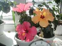 17_03_10_гибискус_персик_розовый_ (9).webp