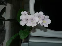 Bristol's Goose Egg.webp