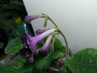 Sensation бутоны.webp