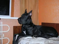 PICT0042.webp
