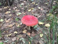 IMG_0424[1].webp