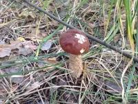 IMG_0426[1].webp