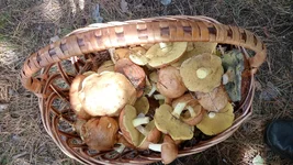 IMG_20181005_115403.webp