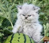 yWXskgiqywY.webp yWXskgiqywY.webp