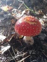 P81006-092851.webp