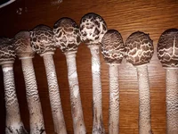 20181007_160131[1].webp