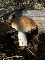 09101.webp