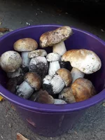 20181010_162332.webp
