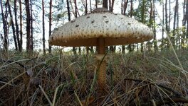 IMG_20181006_124144.jpg