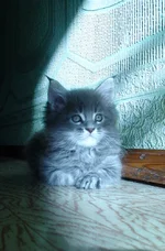 22.webp