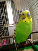 IMG-642f1c3d7067539e637278a6c2bdf4e7-V.webp