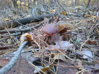 IMG_20181017_084751.webp