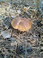 IMG-68888fd22a3eddadbb0253e9f596081b-V.webp