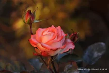 DSC_9032.webp