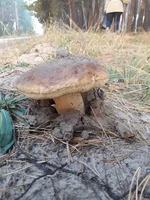 20181020_074125.webp