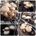20181020_190751.webp