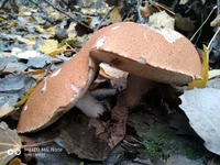 P81020-075218.webp