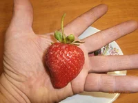  на руке.webp