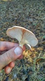 IMG_20181030_094304_HDR.jpg
