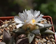 DSC_0036.JPG