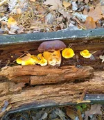 IMG_20181104_184849.jpg